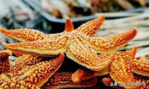干海星怎么做好吃(干海星怎么吃 干海星要如何煲汤)