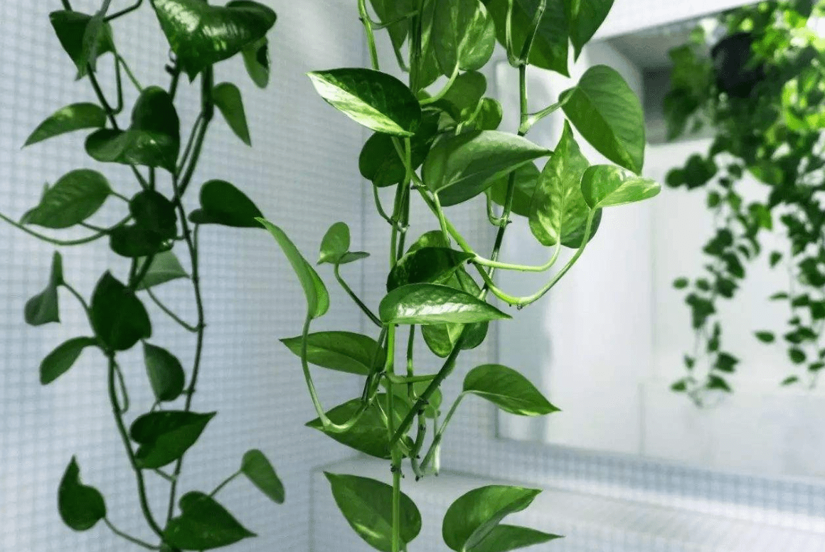 绿萝垂下来破财是真的吗爬藤有啥风水说法(绿萝爬藤风水)