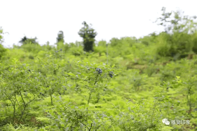 蓝莓 风水(草莓风水上有啥寓意)