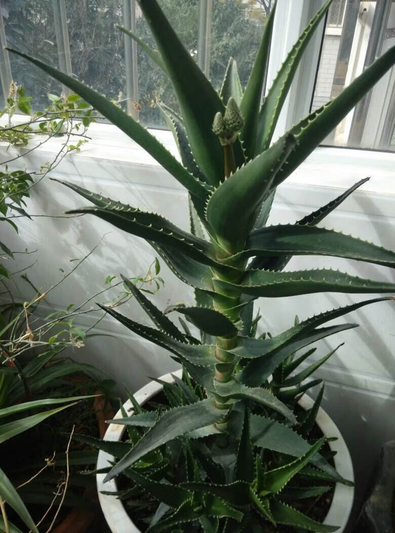 芦荟怎么养开花(芦荟植物怎么养)
