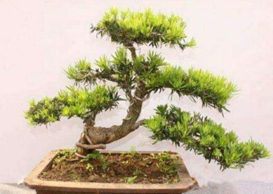 罗汉松植物的风水作用(庭院种植罗汉松风水)
