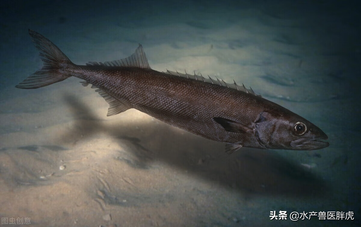 龙鳕鱼(龙鳕鱼跟鳕鱼有什么区别)