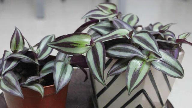 吊竹梅放在家里风水(吊竹梅能放在卧室吗)-百科学社