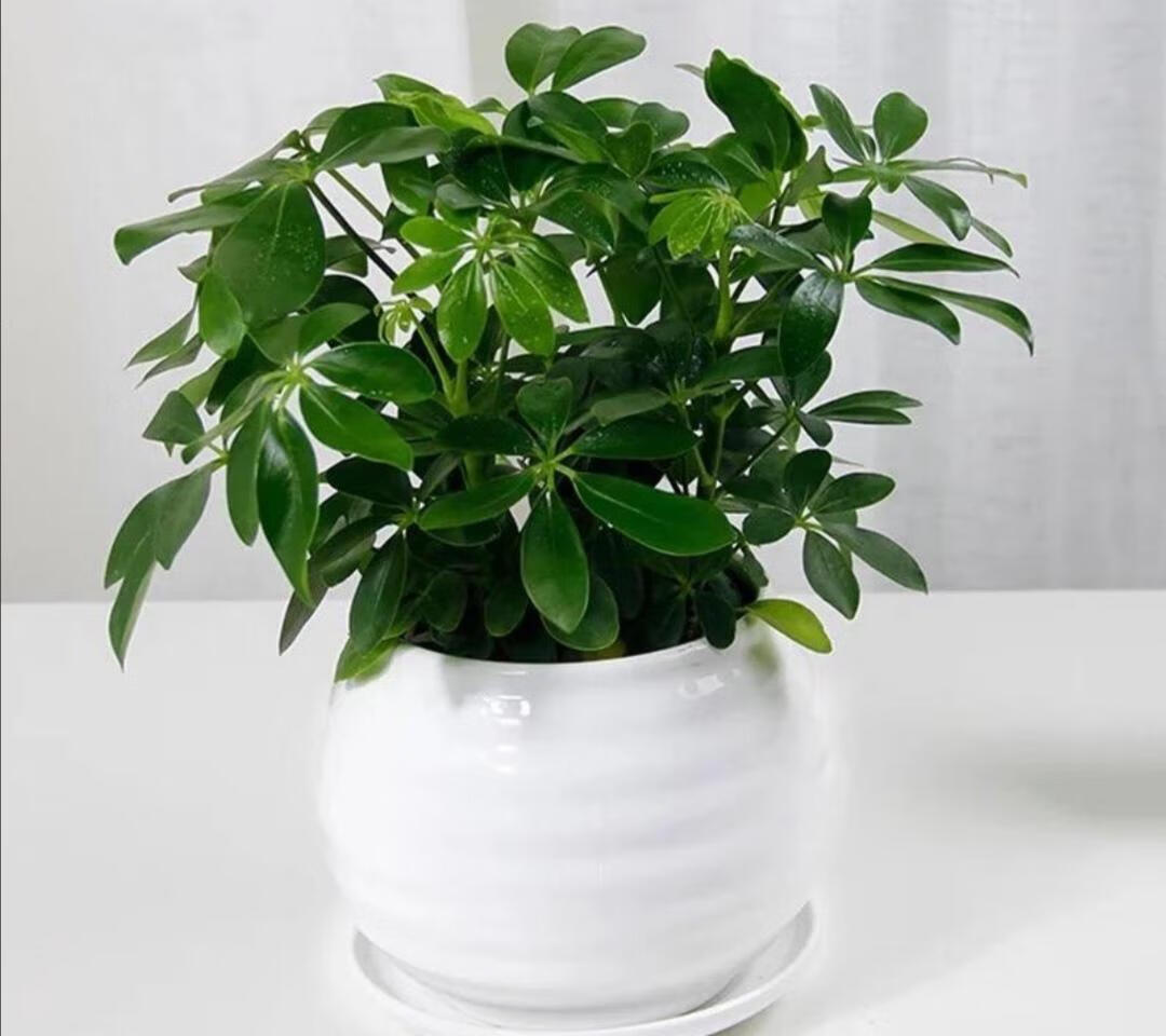 鹅掌木一盆栽几棵-百科学社