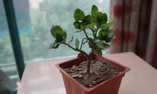 小苏打是什么东西