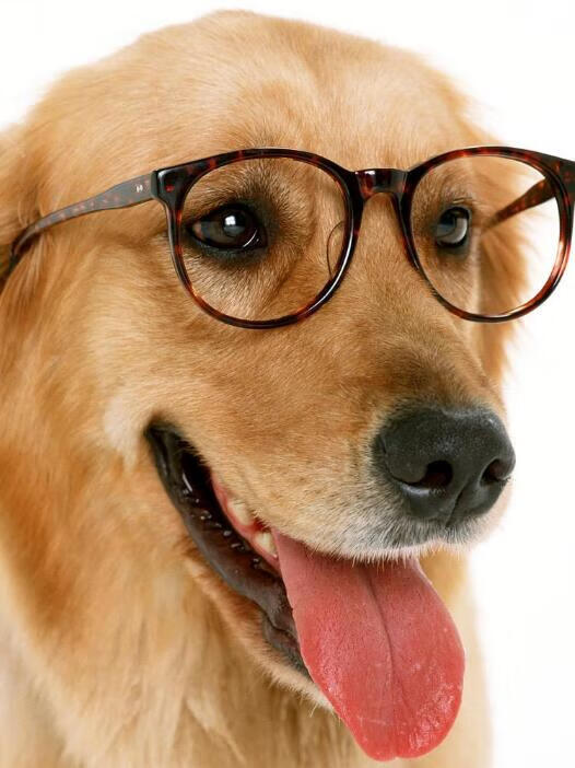 狂犬病毒疫苗注射时间(狂犬疫苗注射最佳时间段)
