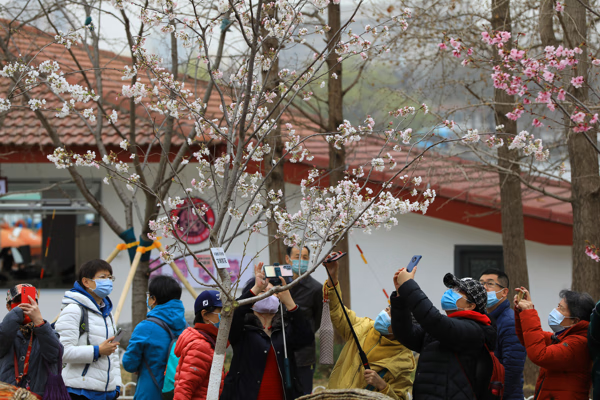 北京樱花在哪看(北京赏樱花的地方有哪些)