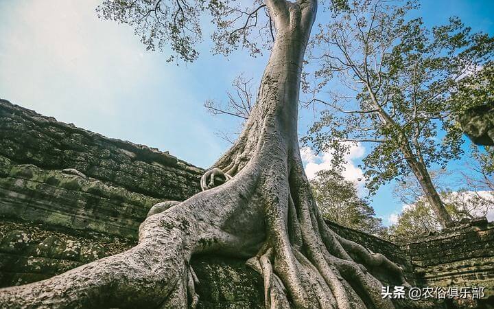 门朝南的房子风水好吗(全朝南的房子风水)