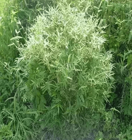 风水挡煞用什么竹子好(竹子太高可以剪了风水影响吗)