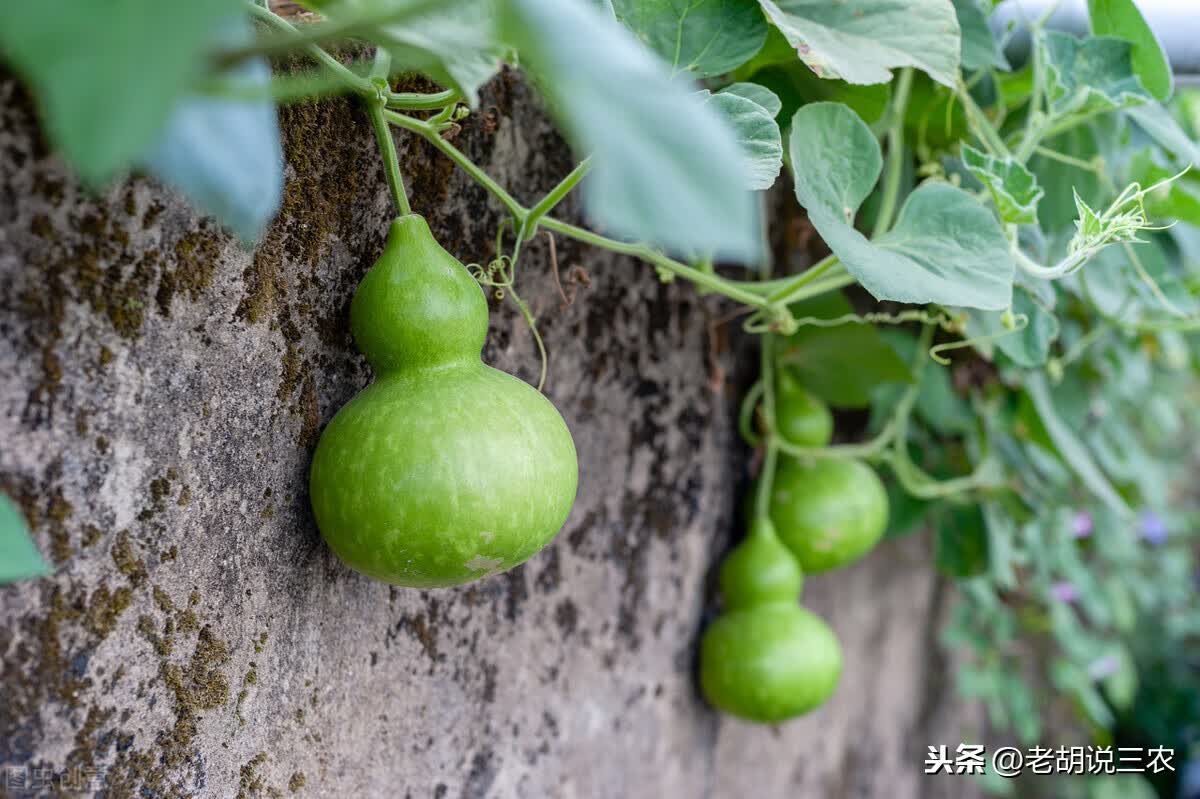 风水中葫芦带籽挂好吗(手机上挂葫芦好吗)