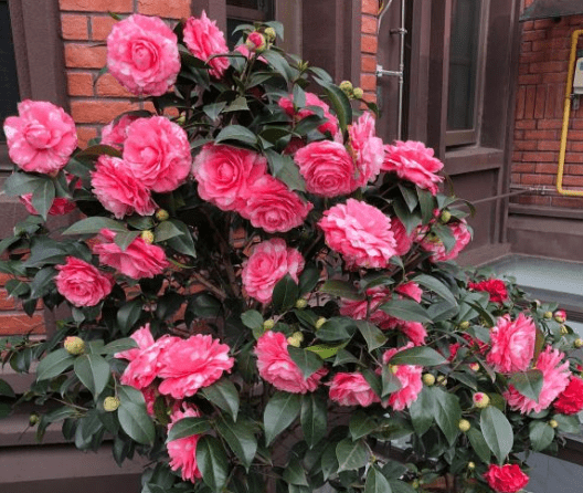 家中栽什麼花樹最好(家中養什麼樹風水好)