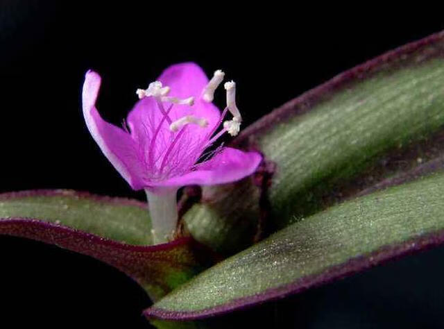 吊竹梅放在家里风水(吊竹梅能放在卧室吗)-百科学社