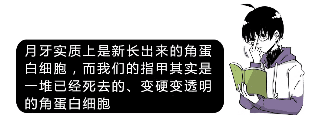 指甲上的月牙代表什么意思(指甲上的月牙说明了什么)
