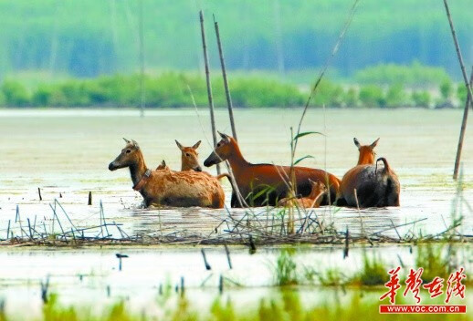 洛克王国麋鹿遗传(洛克王国麋鹿遗传什么好)