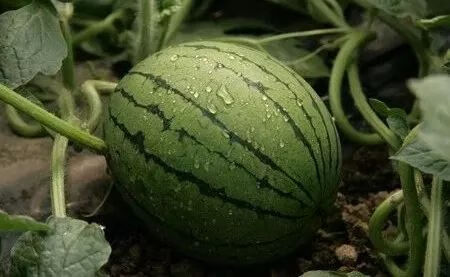 产妇可以吃西瓜吗哺乳期能吃西瓜吗(产妇能吃西瓜吗哺乳期)