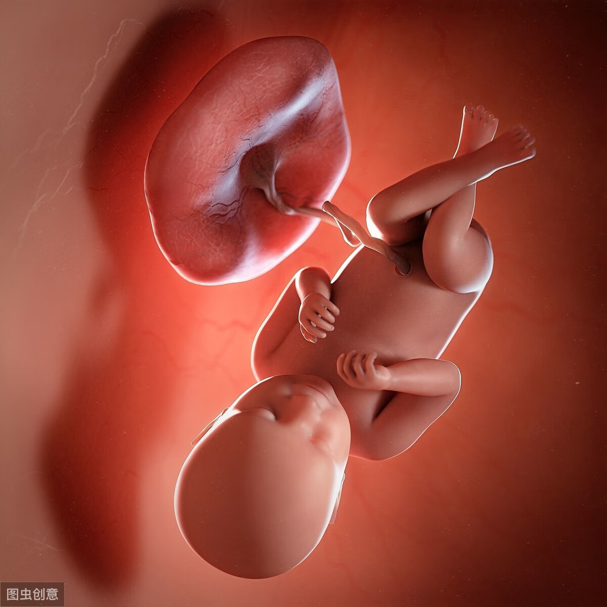 怀孕三个月胎儿图片(怀孕3个月胎儿图)