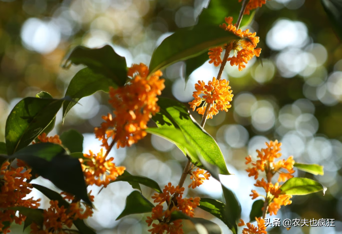 陽宅門口種一顆香園樹風水好吧俗語桂花樹門前