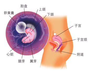 怀孕2个月胎儿图片(怀孕6周胎儿真实图片 有多大)