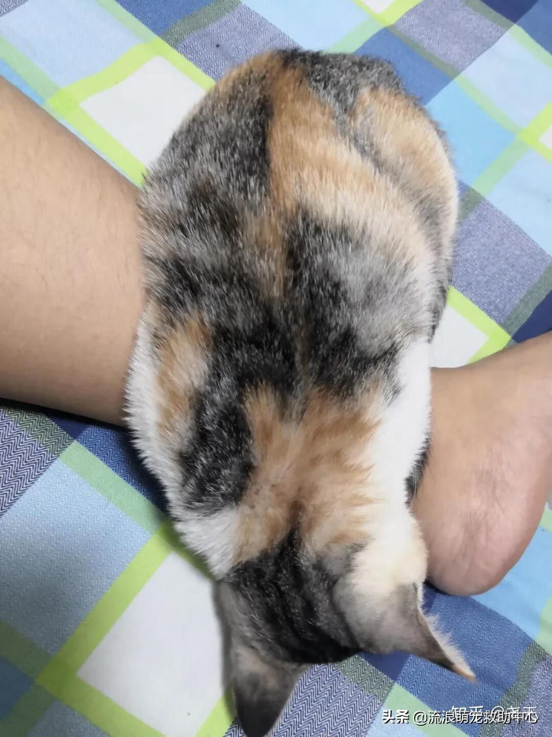 12315可以投诉交易猫吗(交易猫卖家被申诉)