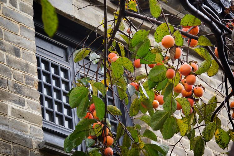 5,柿子树——事事如意,代代富