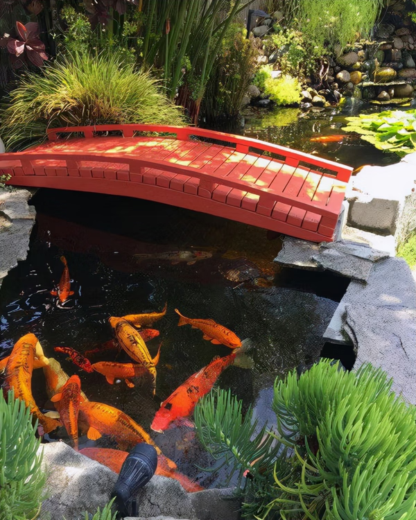 后花园景观鱼池设计(风水鱼池设计效果图)