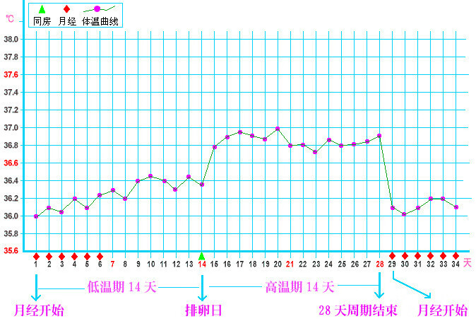 排卵期计算公式(排卵期准确计算方法)