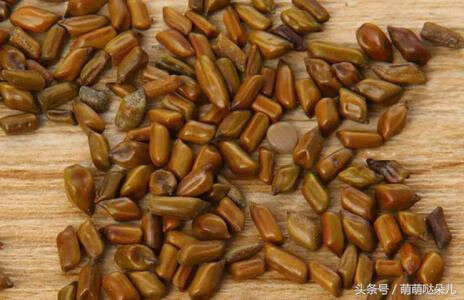 决明子的作用与功效与作用(决明子功能作用图功效)