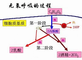 发酵粉是什么东西(发酵粉是干什么用的)