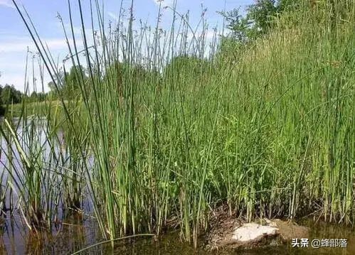 过去用来做灯芯、编草席的灯芯草，如今真正价值被发现，150元1斤