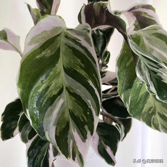 披针叶竹芋的寓意(披针叶竹芋叶子枯黄)