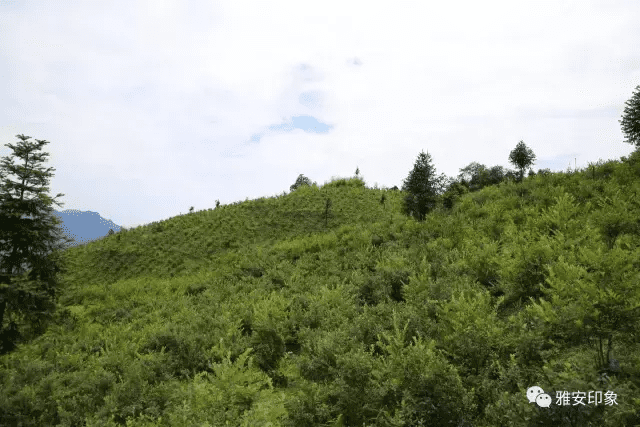 蓝莓 风水(草莓风水上有啥寓意)