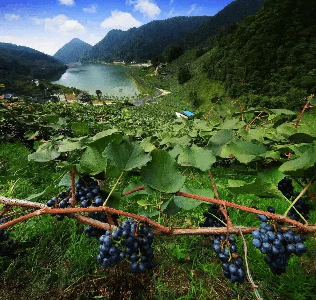 中国种植葡萄始于什么地方(中国种植葡萄起源于)