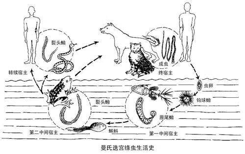 生鱼片寄生虫有哪些(生鱼片寄生虫感染症状)