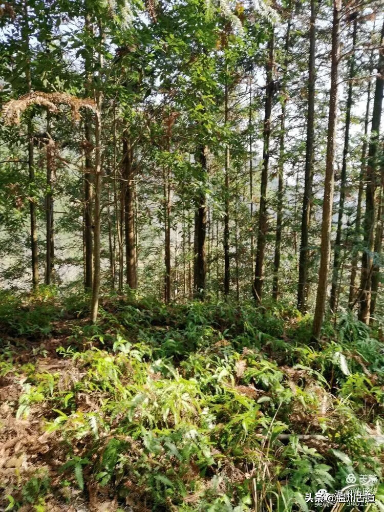 温州市永嘉楠溪江(温州楠溪江天气预报)