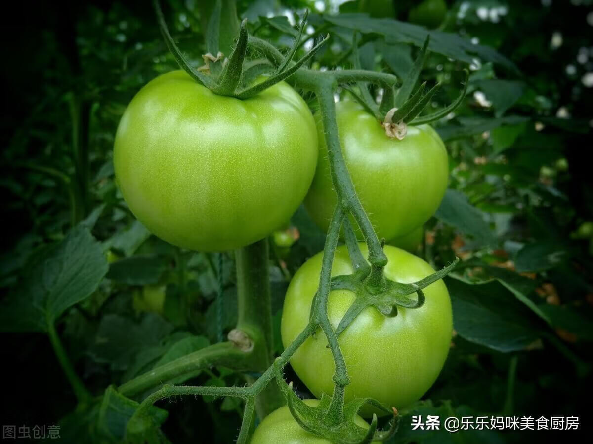 青西红柿能吃吗怎么吃(青西红柿能生吃吗)