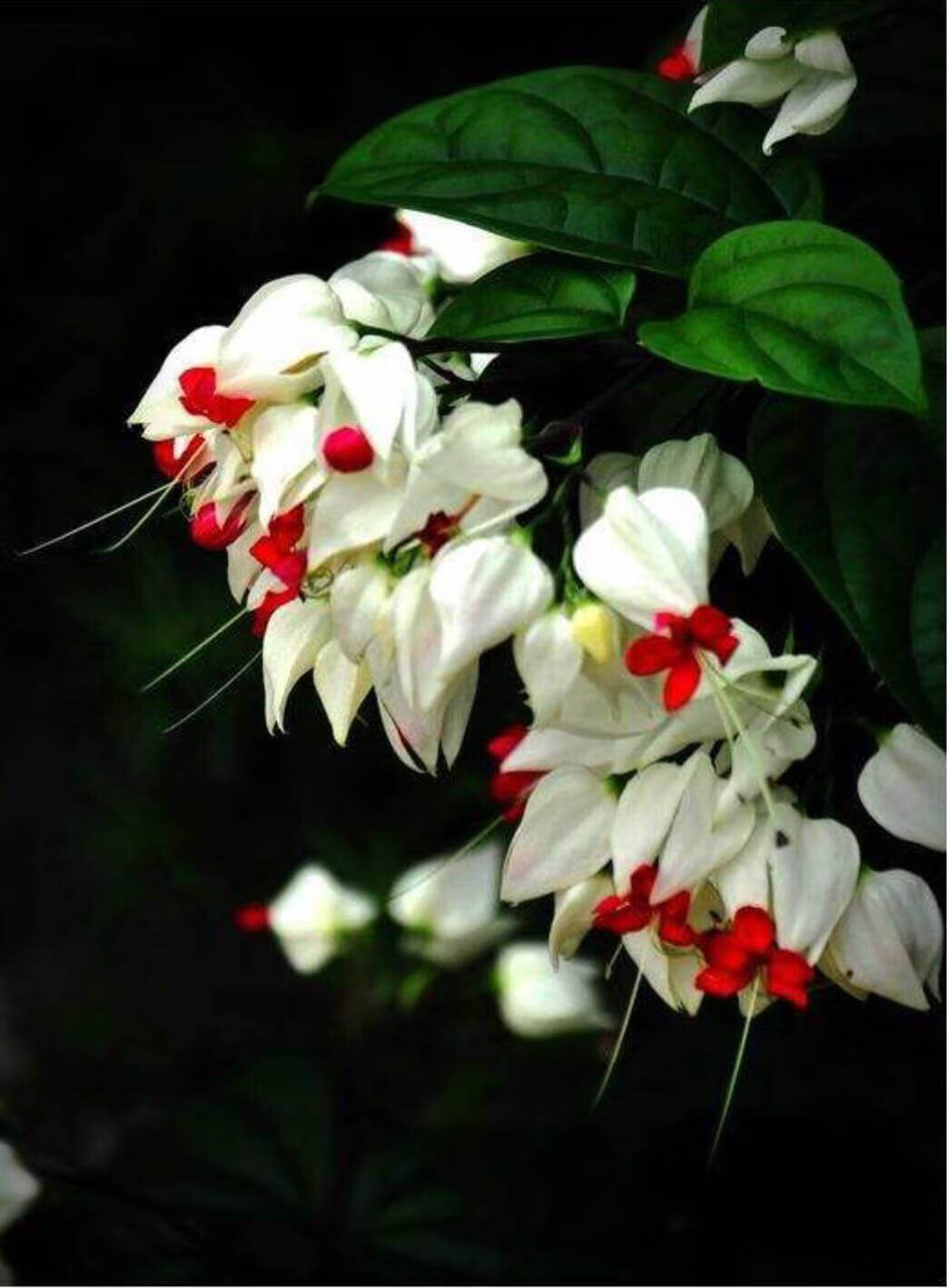 龙吐珠风水寓意(龙吐珠)