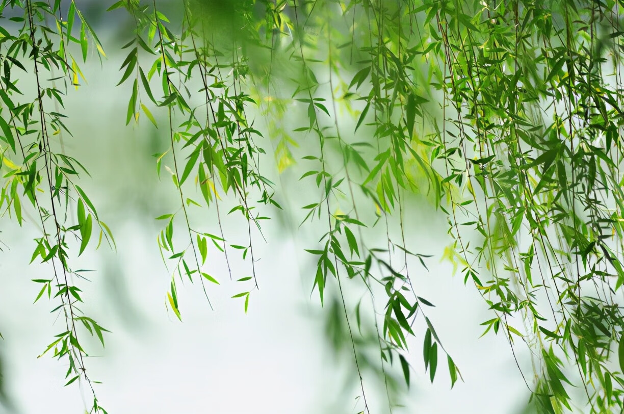 三,柳树或者槐树