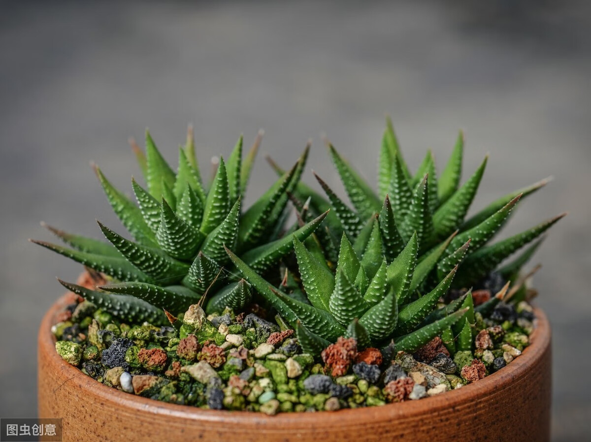 琉璃殿多肉简介琉璃殿多肉