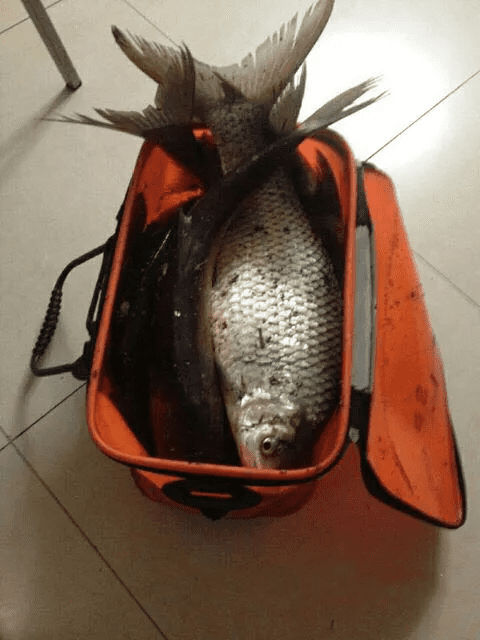 土鲮鱼图片大全(土鲮鱼好吃吗)