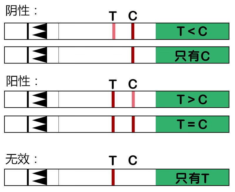 怀孕的排卵试纸(排卵试纸怎么看怀孕)