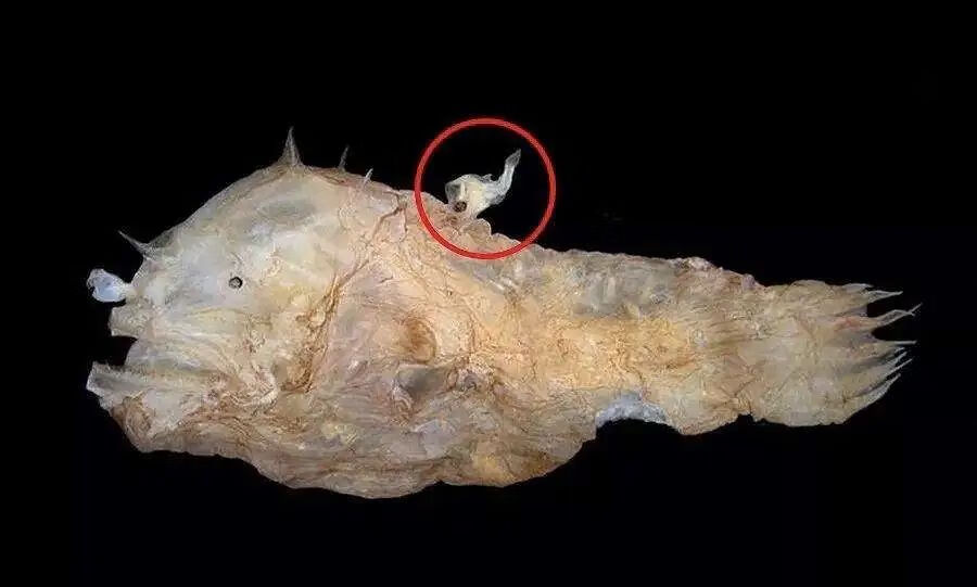 斧头鱼(胸斧鱼深海)