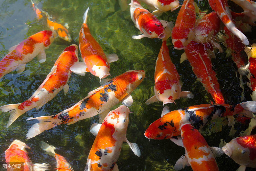 锦鲤搭配的小技巧