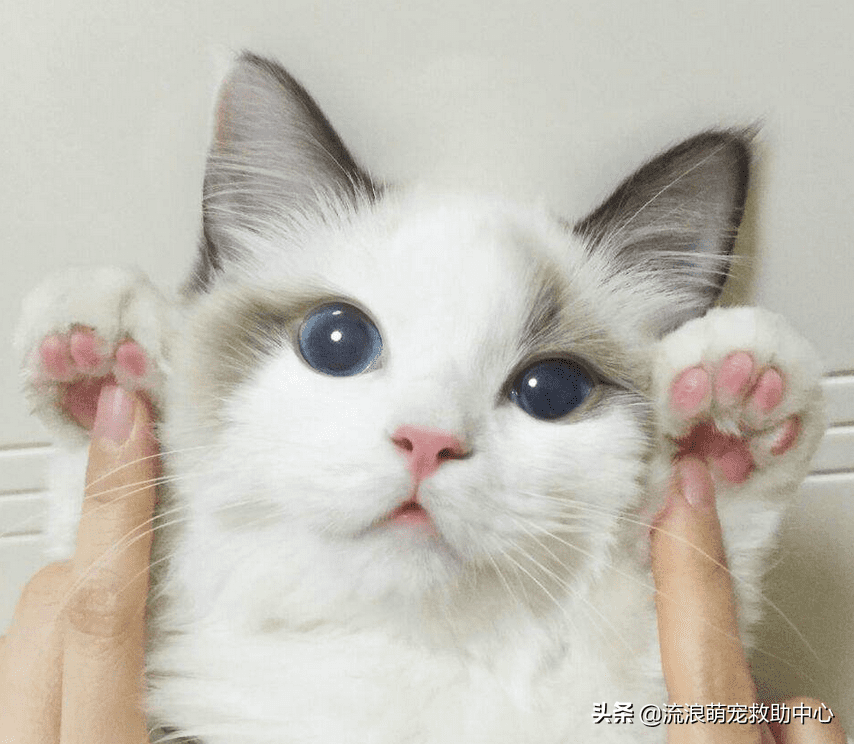 12315可以投诉交易猫吗(交易猫卖家被申诉)
