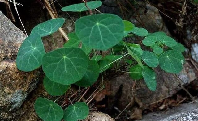 金丝吊鳖,乌龟抱蛋等,为防己科千金藤属植物,是我国著名传统中草药