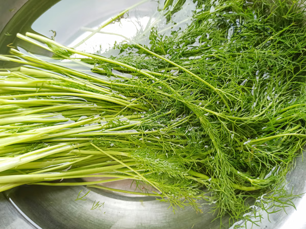 茴香苗怎么吃?(茴香苗能炒着吃吗)