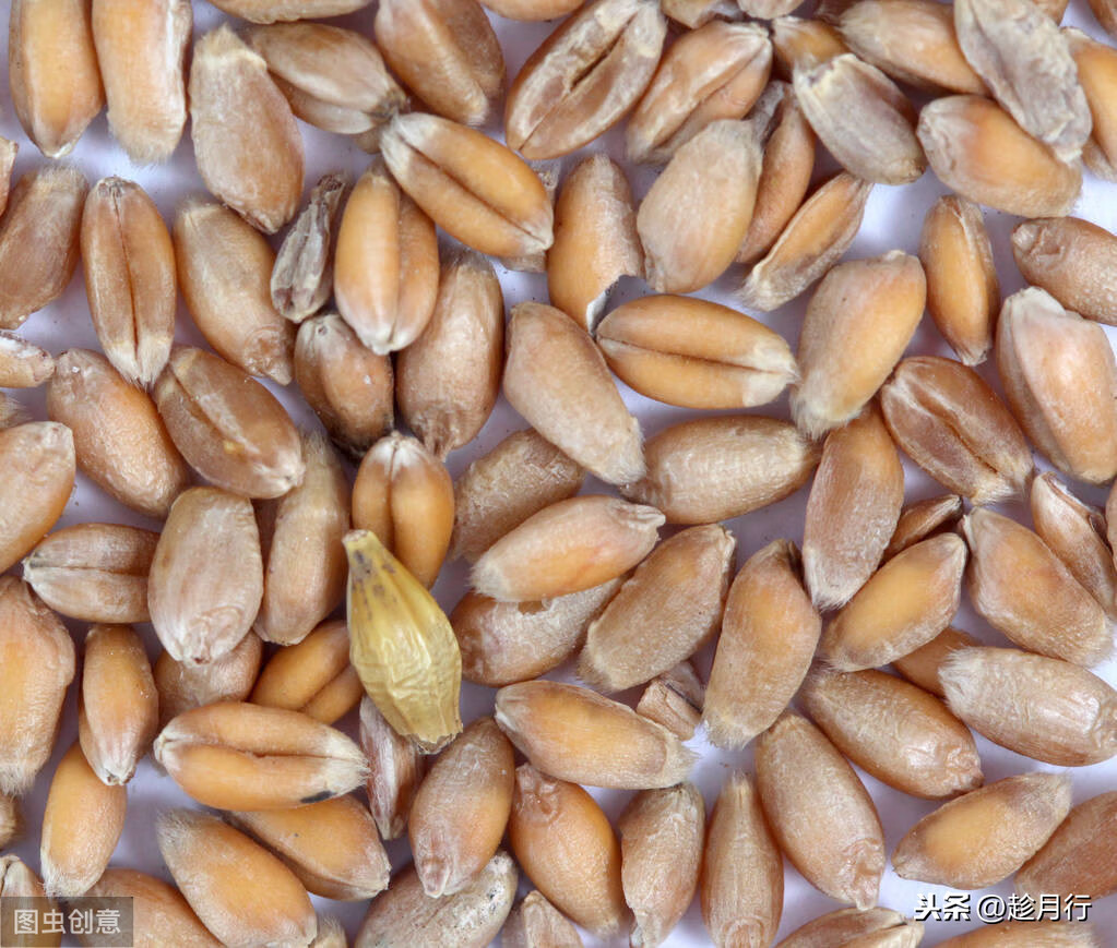 小麥胚芽油的作用是什么(吃小麥胚芽油有什么好處)