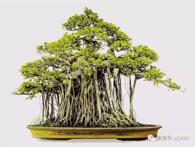 榕树风水的寓意(碧玉花的风水寓意)