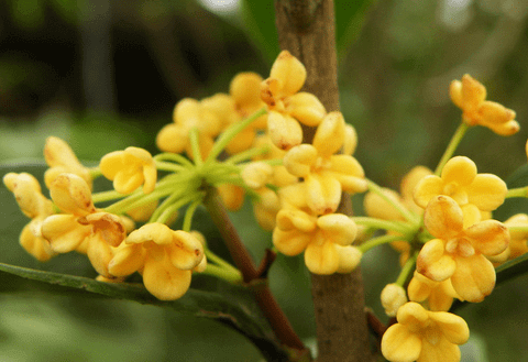 桂花什么时候开的什么季节(桂花是在哪个季节开放)