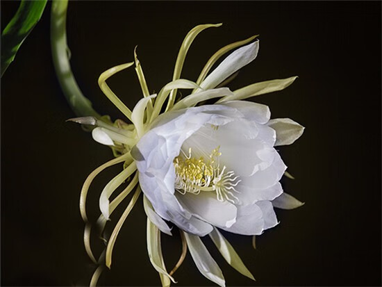 昙花可以吃吗 怎么吃(昙花能不能吃,吃了有什么好处)