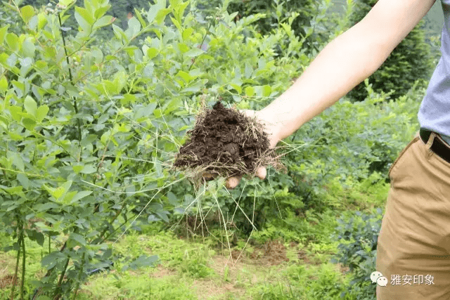 蓝莓 风水(草莓风水上有啥寓意)